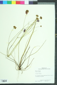 Coreopsis nudata image