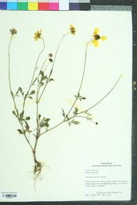 Coreopsis tinctoria image