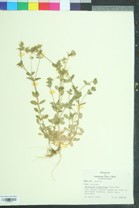 Cerastium glomeratum image