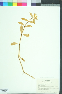 Alternanthera philoxeroides image