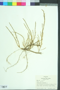 Sarcocornia perennis image