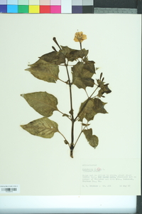 Mirabilis jalapa image