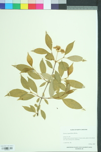 Cornus asperifolia image