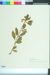 Cornus asperifolia image