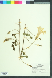 Ipomoea pandurata image