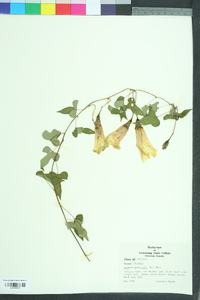 Ipomoea pandurata image