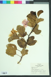 Ipomoea pes-caprae image