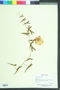 Ipomoea sagittata image