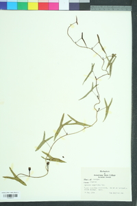 Ipomoea sagittata image