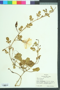 Ipomoea imperati image