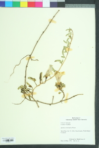 Ipomoea imperati image