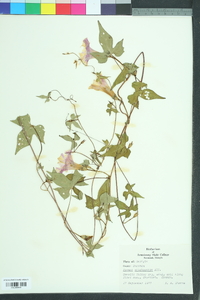 Ipomoea cordatotriloba image