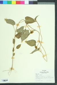 Jacquemontia tamnifolia image