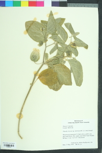 Physalis walteri image