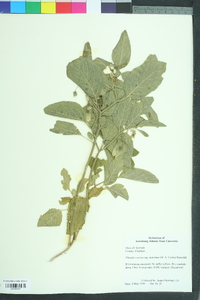 Physalis walteri image