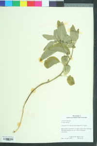 Physalis walteri image