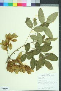 Fraxinus caroliniana image