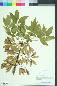 Fraxinus caroliniana image