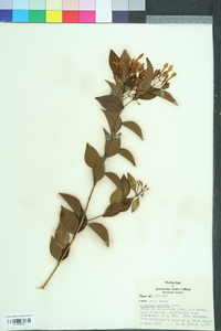 Jasminum dichotomum image