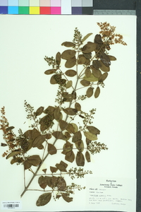 Ligustrum sinense image