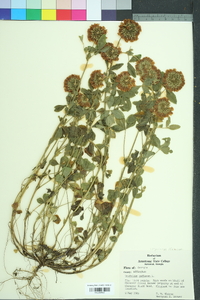 Trifolium reflexum image