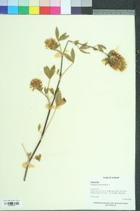 Trifolium resupinatum image