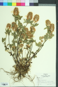 Trifolium resupinatum image