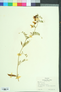 Vicia grandiflora image