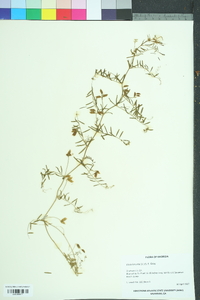 Vicia hirsuta image