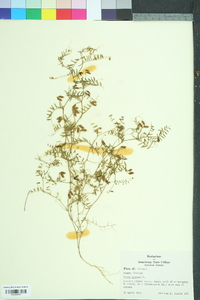 Vicia hirsuta image