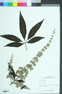 Vitex agnus-castus image