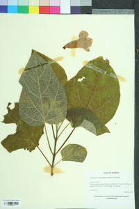 Paulownia tomentosa image