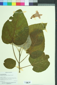 Paulownia tomentosa image