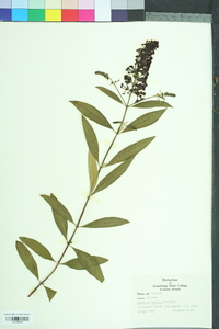 Buddleja davidii image