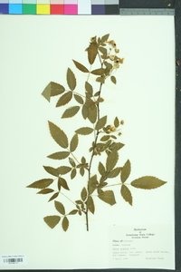 Rubus argutus image