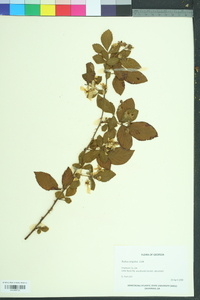 Rubus argutus image