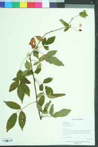 Rubus argutus image