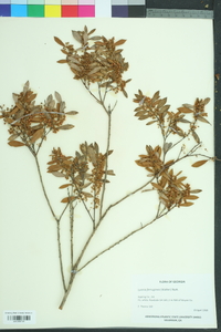Lyonia ferruginea image