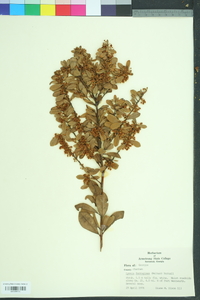 Lyonia ferruginea image