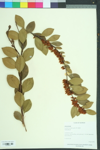 Lyonia lucida image