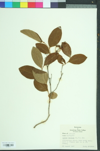 Lyonia mariana image