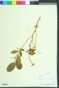 Lyonia mariana image