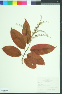 Oxydendrum arboreum image