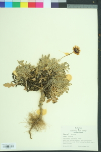 Gaillardia pulchella image