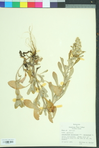 Gamochaeta purpurea image