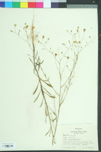 Ionactis linariifolia image