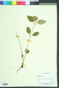 Scutellaria elliptica image