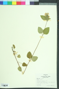 Scutellaria elliptica image