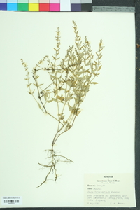 Scutellaria parvula image