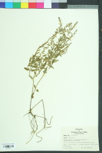 Scutellaria parvula image